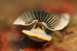 smooth by Yagit Diver 